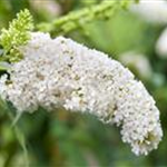 Buddleja davidii