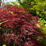 Acer palmatum 'Red Dragon'