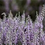Calluna vulgaris 'Silver Knight'