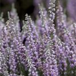 Calluna vulgaris 'Silver Knight'