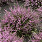 Calluna vulgaris 'Red Favorit'®